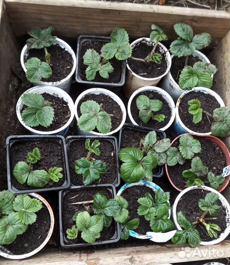 Рассада перцев, петуний, клубники