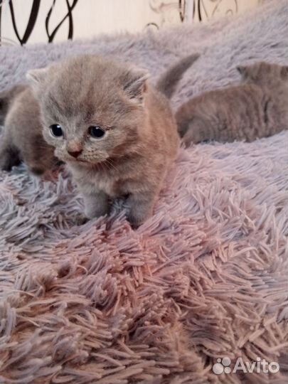 Котята британские
