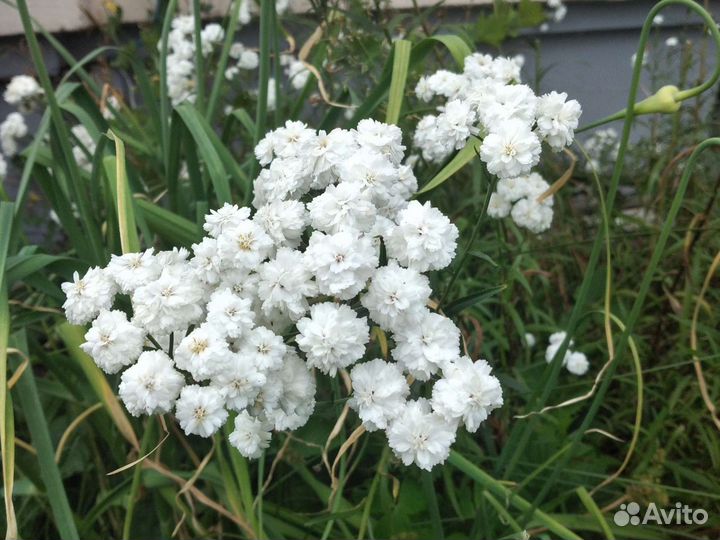 Тысячелистник Птармика