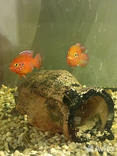 Аквариумные рыбки цихлиды