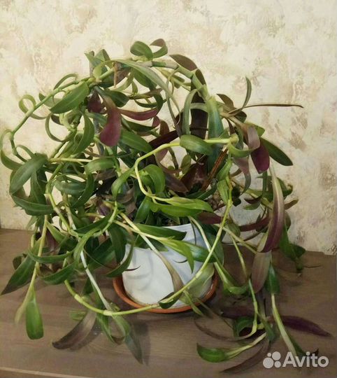 Хлорофитумы. Традесканция Рео. Герань