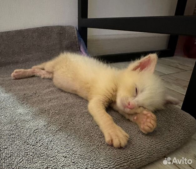 Котенок в добрые руки