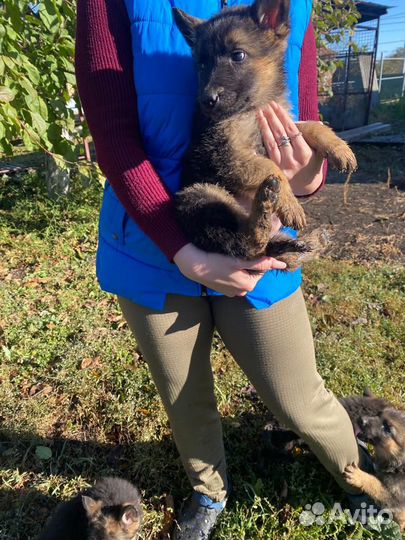 Щенки немецкой овчарки