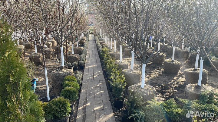 Саженцы виноград Десертный Розовый