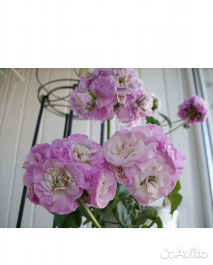 Пеларгония герань сортовая