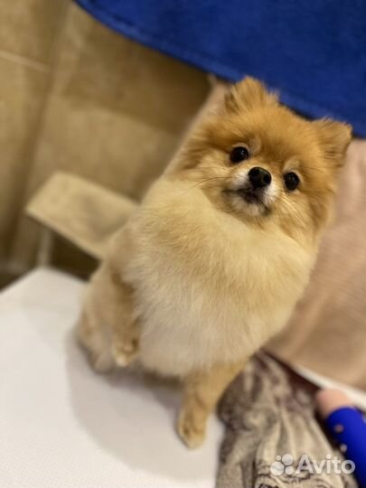 В добрые руки