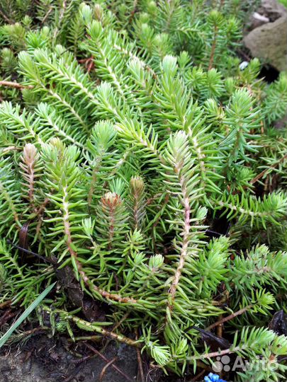 Почвопокровники