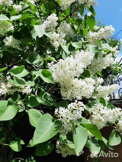 Саженцы белой сирени