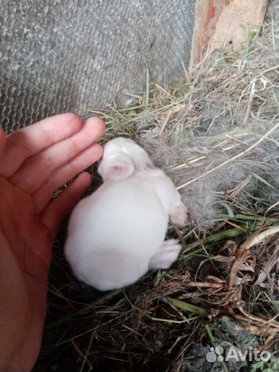 Крольчата недельные