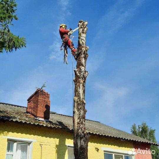 Спил деревьев