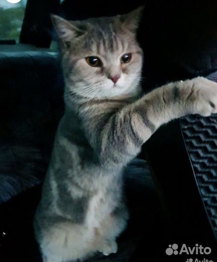 Шотландский кот вязка