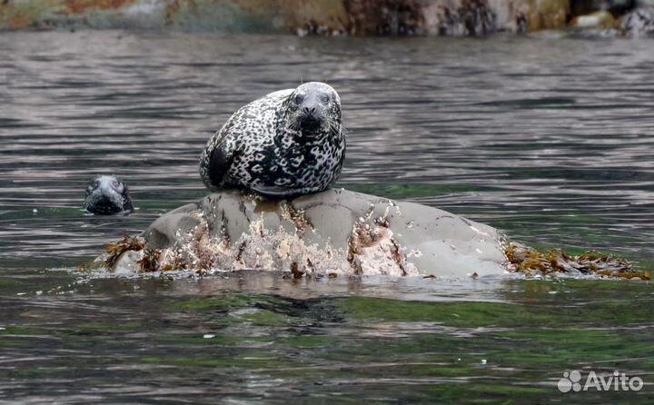 Итуруп экскурсии в группе