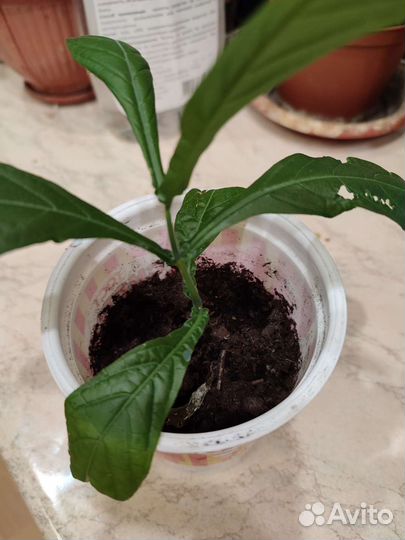 Пахистахис, декабрист розовый