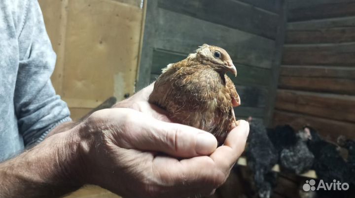 Перепела Селадоны