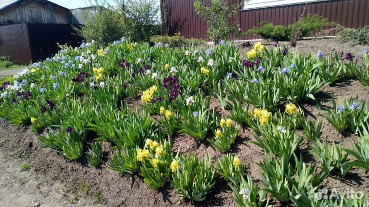 Карликовый ирис