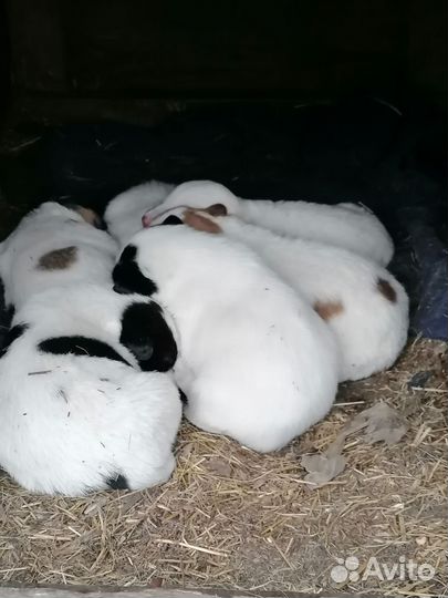 Щенки от дворняжки