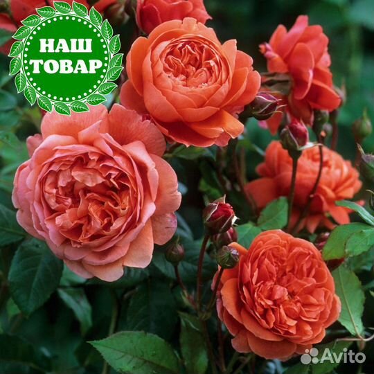 Саженцы Роза английская Саммер Сонг