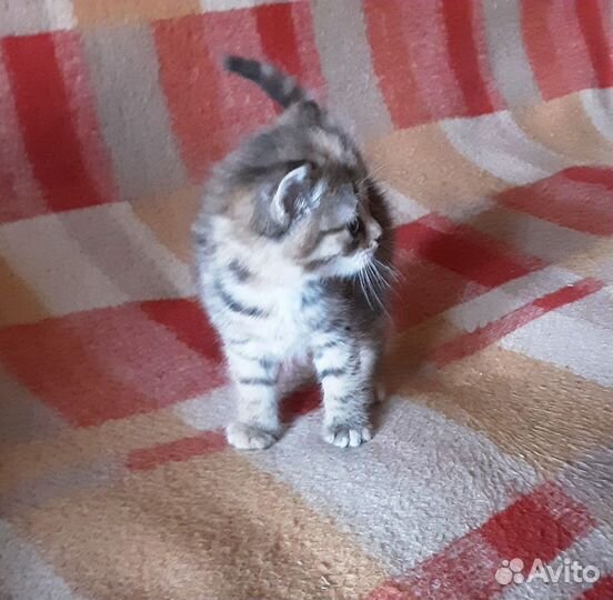 Котёнок девочка метиска