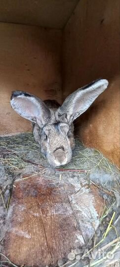 Кролики фландер