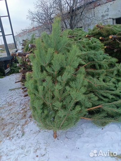 Сосна новогодняя оптом