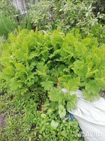 Пижма декоративная