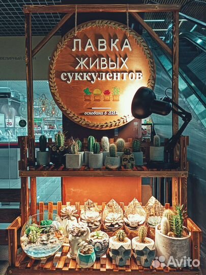 Суккуленты, создаём флорариум