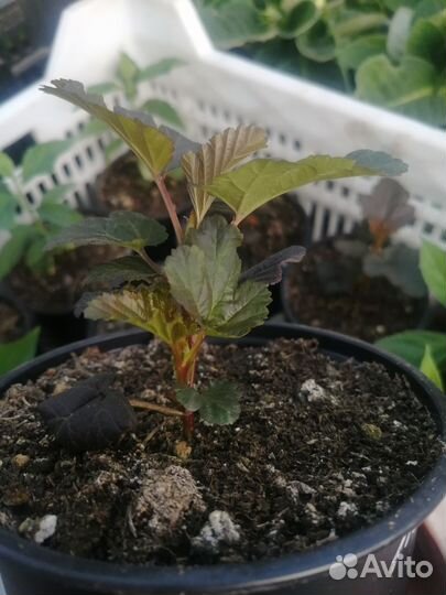 Пузыреплодник калинолистный Леди Ред саженцы