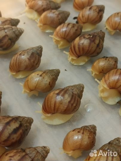 Улитки ахатины маленькие