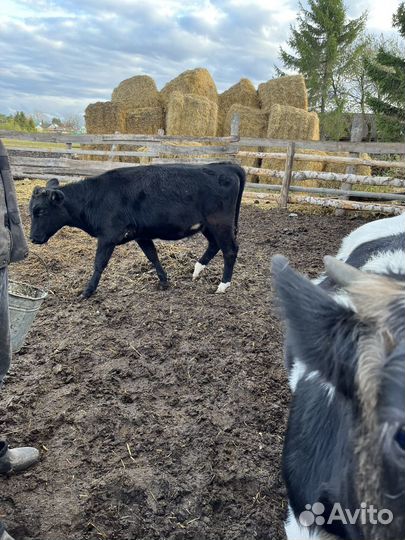 Бычки и телята