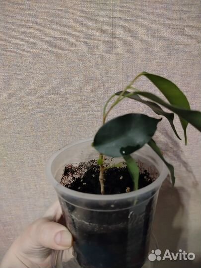 Фиалка, желтый декабрист, фикус Бенджамина