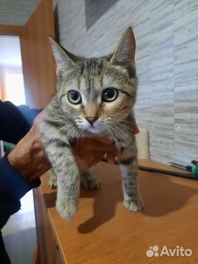 Сын сказал выбросит их на погибель нужен дом