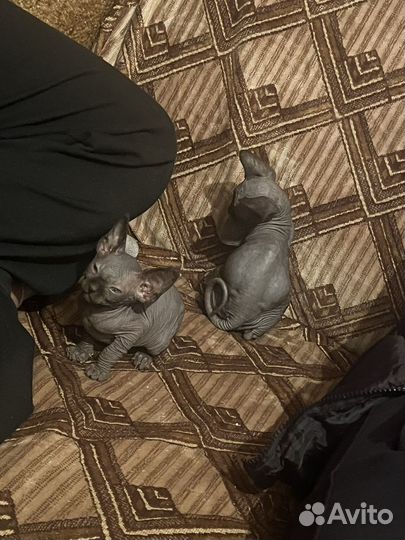 Канадский сфинкс