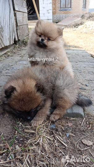 Померанский шпиц