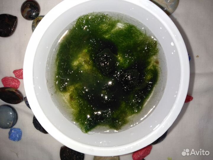 Акварастения