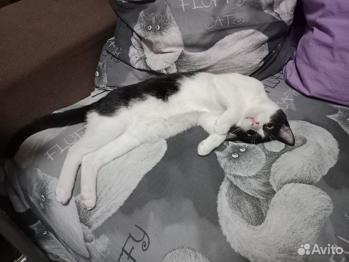 Котёнок в добрые руки