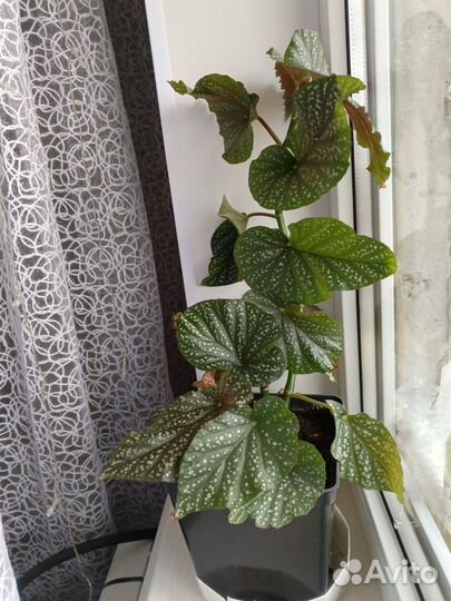 Бегония королевская