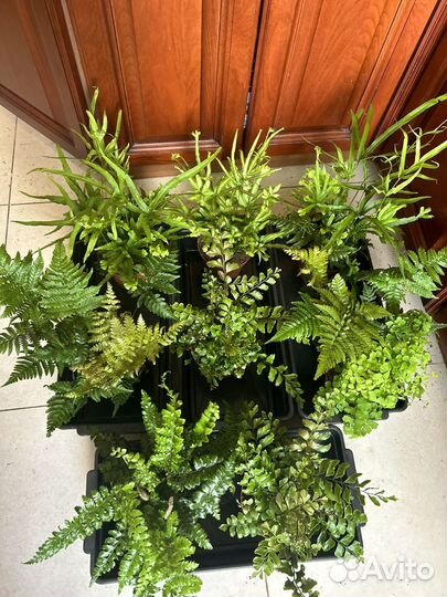 Папоротники редкие