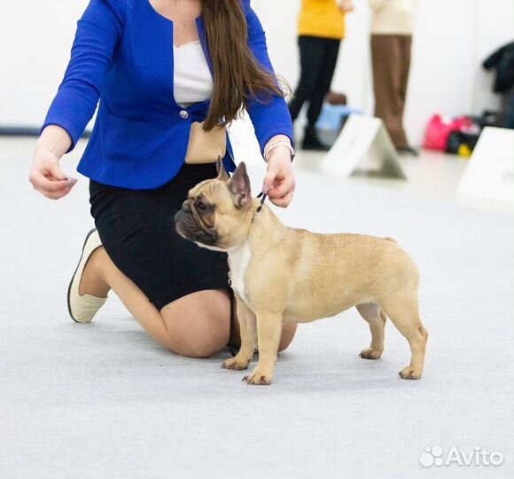 Профессиональный хендлер