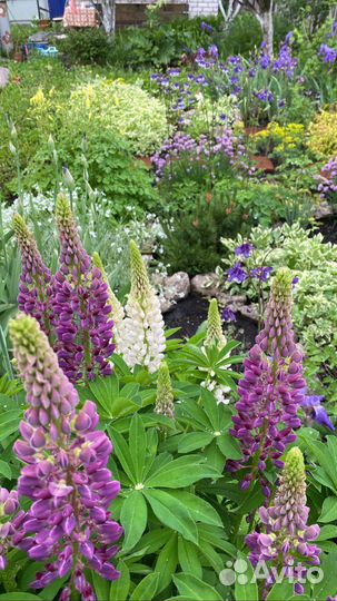 Люпин садовый (саженец)