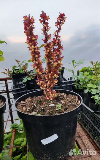 Барбарис тунберга