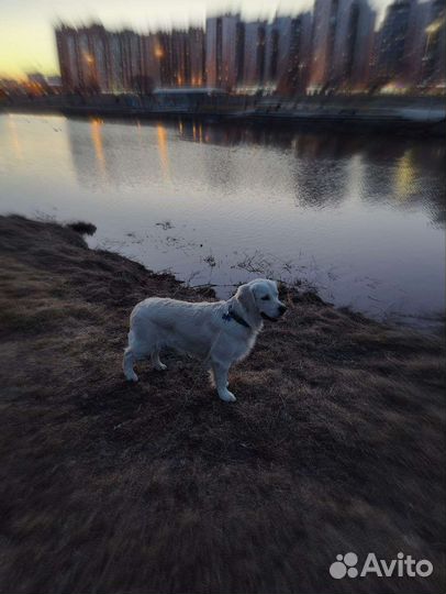 Выгул собак