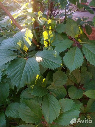 Девичий виноград