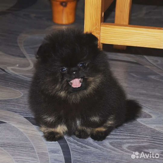 Девочка mini померанец черно- подпалый
