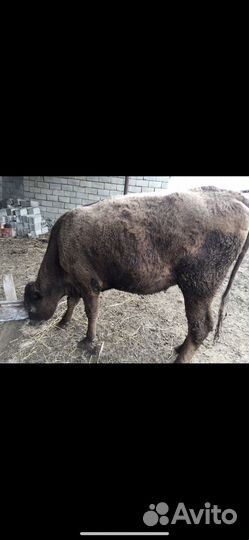 Тёлки Абердин Ангус