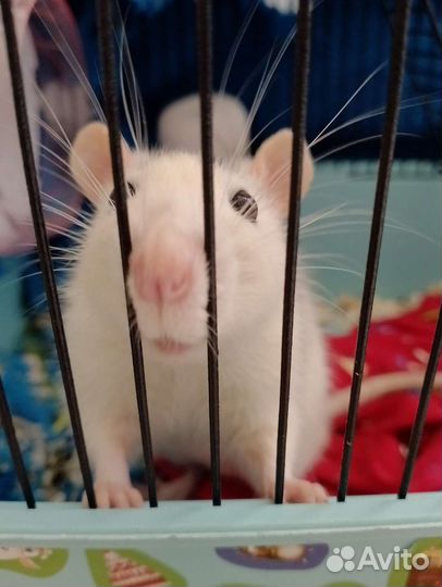 Декоративная крыса с клеткой