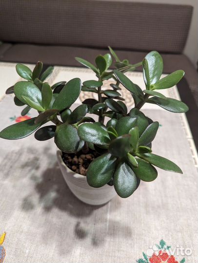 Толстянка / Денежное дерево