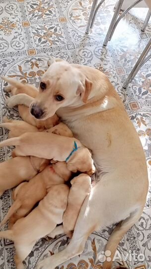 Щенки лабрадора палевые