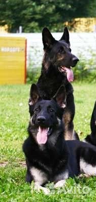 Немецкая охрана- умные овчарки