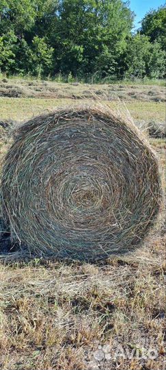 Сено люцерны в тюках