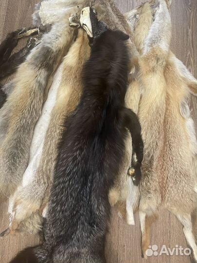 Шкурки лисьи